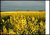 DSCF0110.jpg