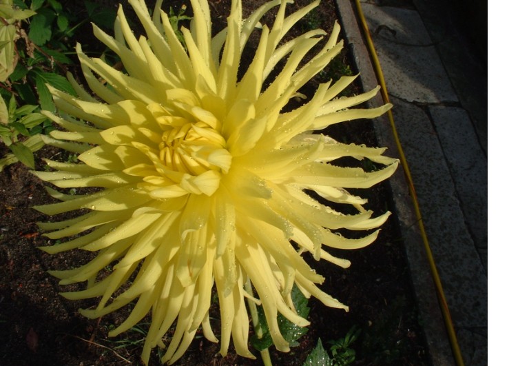 DSCF0142.jpg