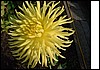 DSCF0142.jpg